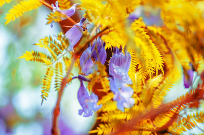 Close-up of yellow flowering plant