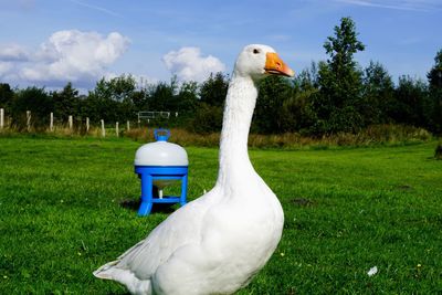 White goose on grass