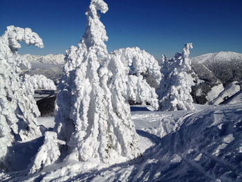 Snow covered landscape against clear blue sky / winter wonderland