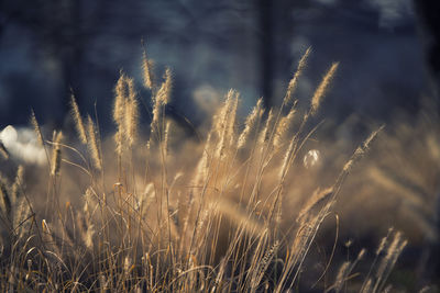 Close-up of cereal plants on field