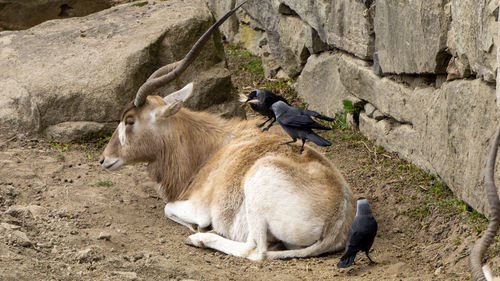 Two ducks on rock