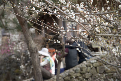 Close-up of tree branches