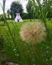 Close-up of dandelion on field