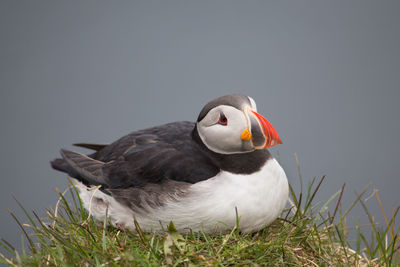 Close-up of puffin perching on grassy field