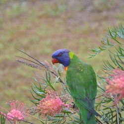 Close-up of parrot perching on flower