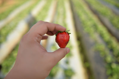 Close-up of hand holding strawberries