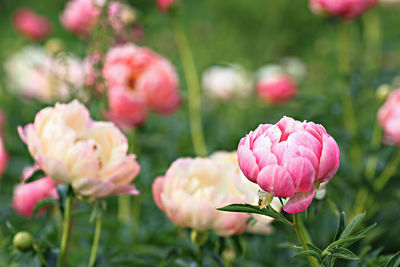Close-up of pink peony