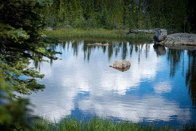 Scenic view of lake in forest