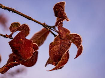 Close-up of dried leaves on plant against sky