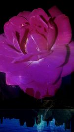 Close-up of pink flowers