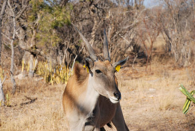 Common eland in south africa