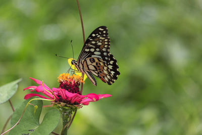 Drying wing of lime butterfly on red and yellow flowers, ateuk lueng ie, aceh-indonesia