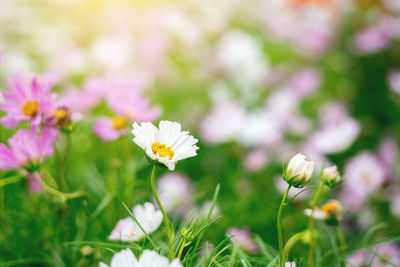 Close-up of white flowering plant on field