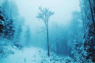 Trees in forest during winter