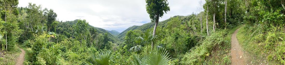 Panoramic shot of trees on landscape against sky