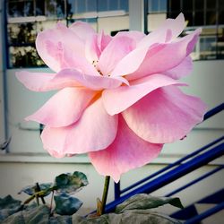 Close-up of pink flower blooming outdoors