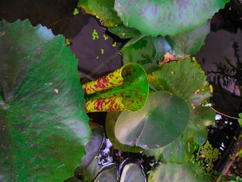 High angle view of turtle amidst plants