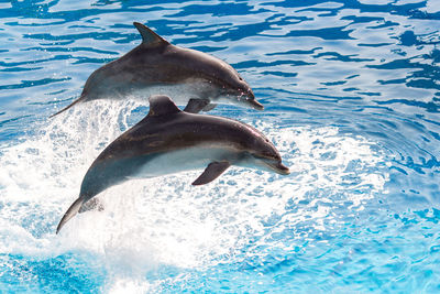 View of dolphin in sea