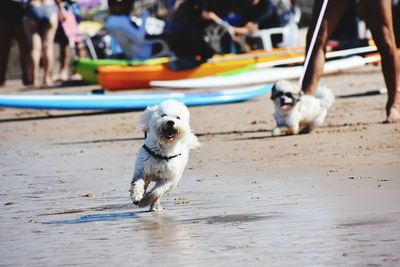 Dogs on beach