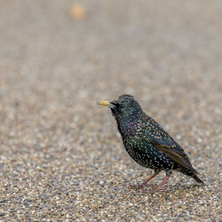 Close-up of a bird