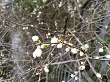Low angle view of white flowers on tree