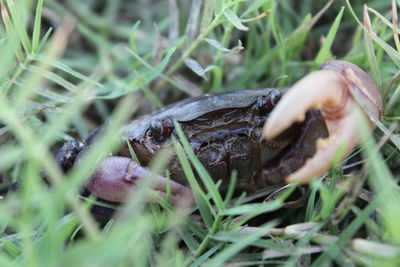 Close-up of crab on grass