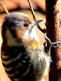 Close-up of an animal