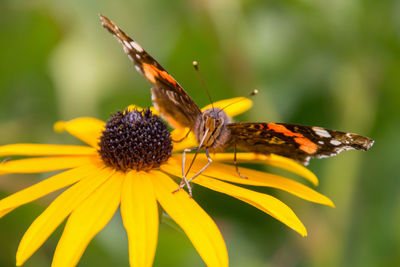 Close-up of insect on yellow flower