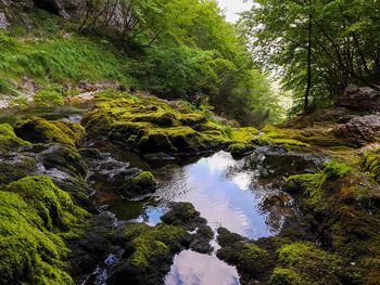 Scenic view of stream amidst trees in forest