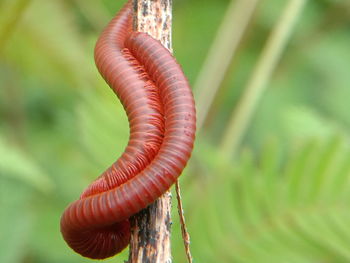 Close-up of a snake