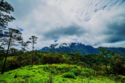 Scenic view of forest and mountains against sky