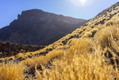 Desertic landscape with yellow grass and a big mountain.