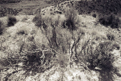 High angle view of trees on field