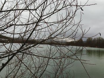 Bare trees in calm lake