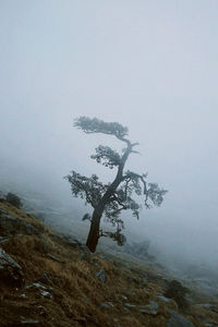 Low angle view of trees in foggy weather