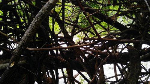 Low angle view of tree