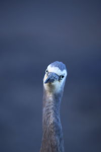 Close-up of bird