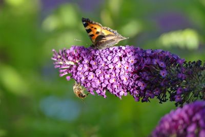 Close-up of butterfly on purple flower