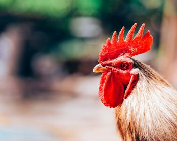 Close-up of rooster