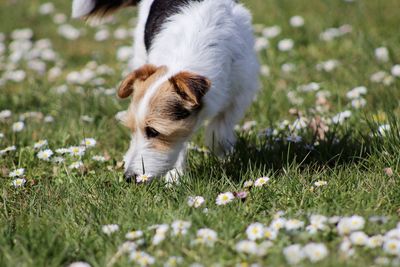 White dog in flower field