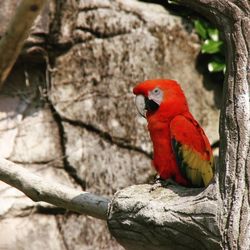 Scarlet macaw perching on branch against rock at zoo