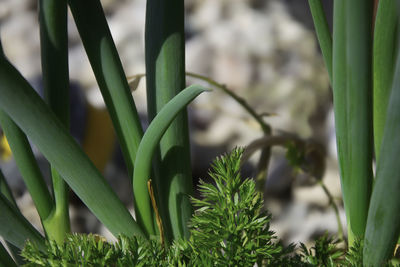 Close-up of fresh green plant in field