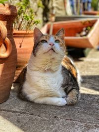 Close-up of cat looking away
