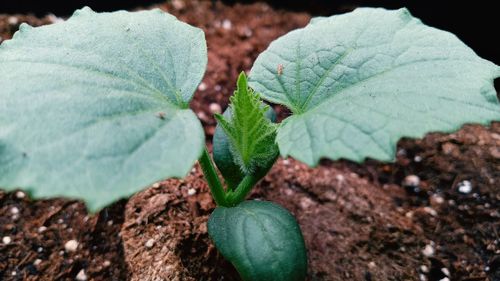 Close-up of fresh green plant growing on field