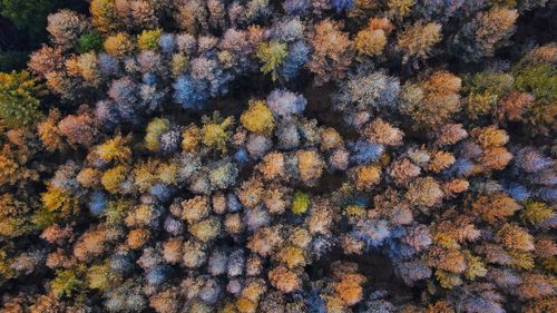 Full frame shot of trees growing in forest during autumn