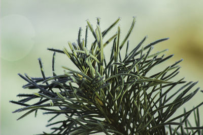 Close-up of pine tree