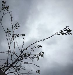 Low angle view of cloudy sky