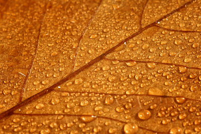 Full frame shot of wet leaf