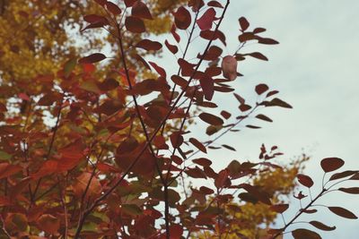 Low angle view of flowering tree against sky