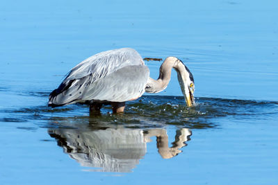 Close-up of duck in lake